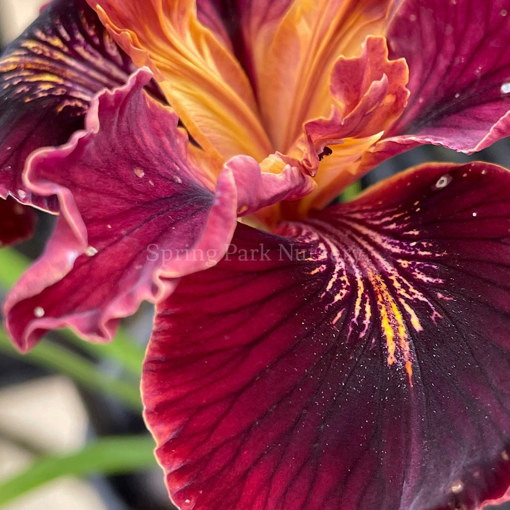 Pacific Coast Iris 'Ruby Velvet' [Sz:100 mm]