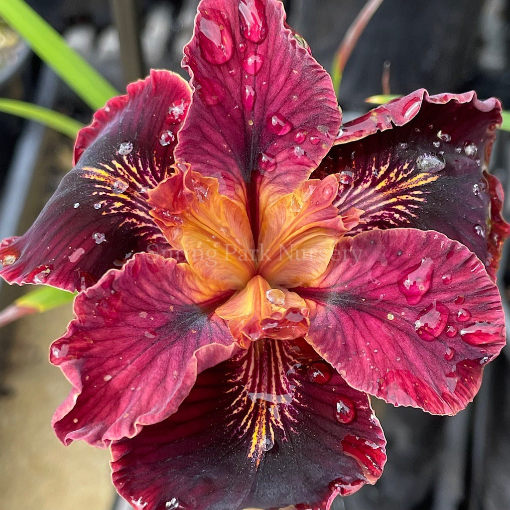 Pacific Coast Iris 'Ruby Velvet' [Sz:100 mm]