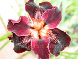 Pacific Coast Iris 'Ruby Velvet' [Sz:100 mm]