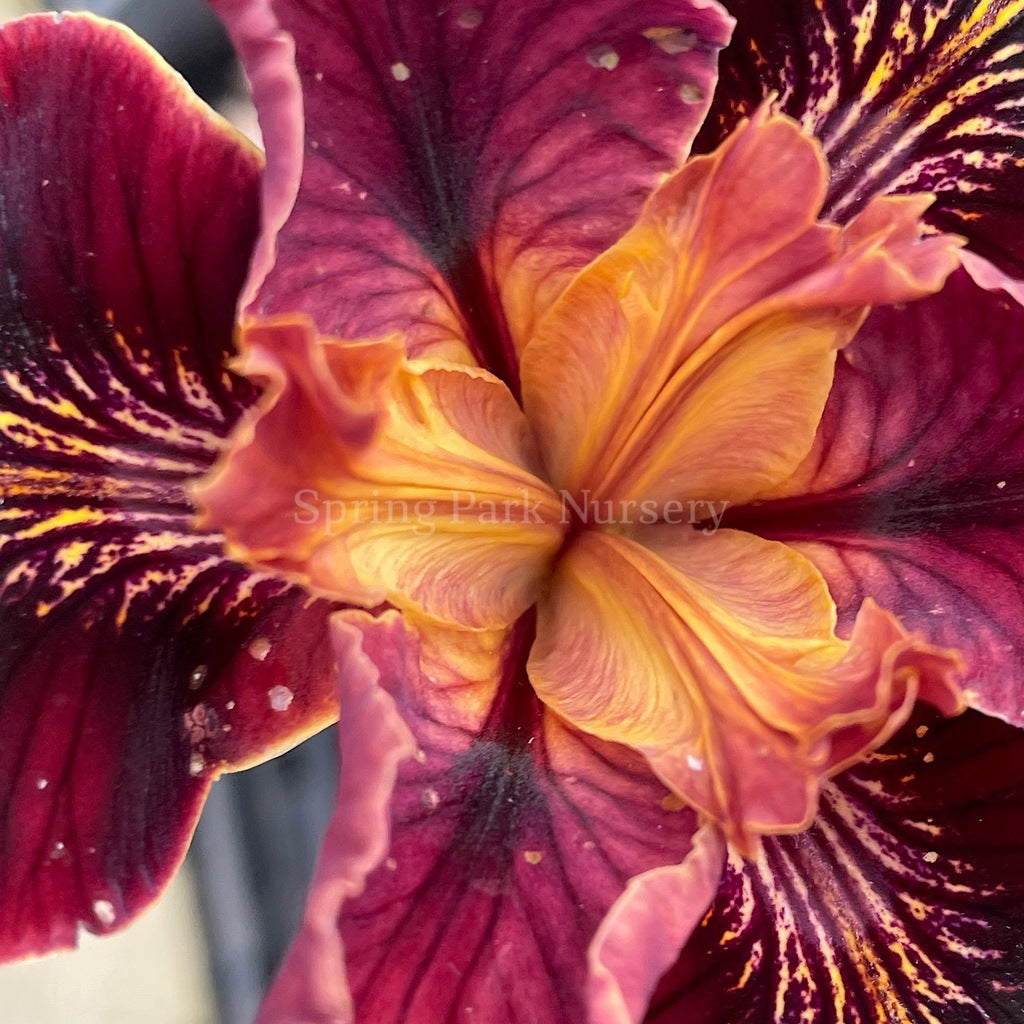 Pacific Coast Iris 'Ruby Velvet' [Sz:100 mm]