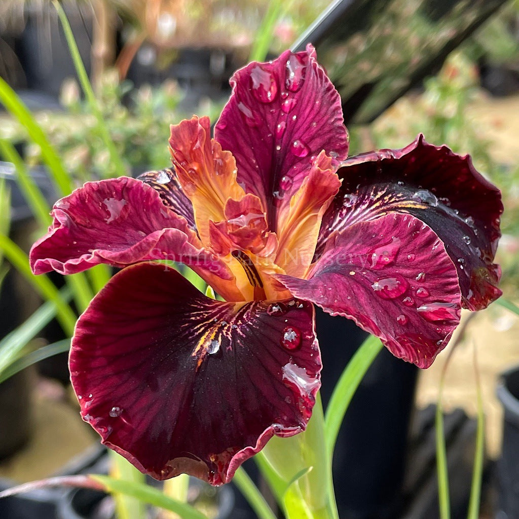 Pacific Coast Iris 'Ruby Velvet' [Sz:100 mm]