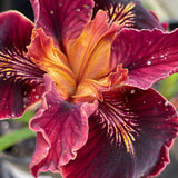 Pacific Coast Iris 'Ruby Velvet' [Sz:100 mm]