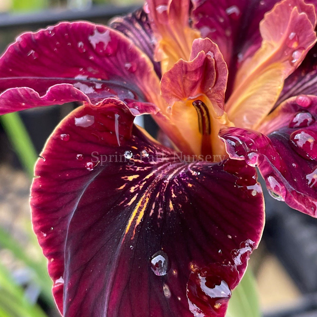 Pacific Coast Iris 'Ruby Velvet' [Sz:100 mm]