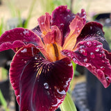 Pacific Coast Iris 'Ruby Velvet' [Sz:100 mm]