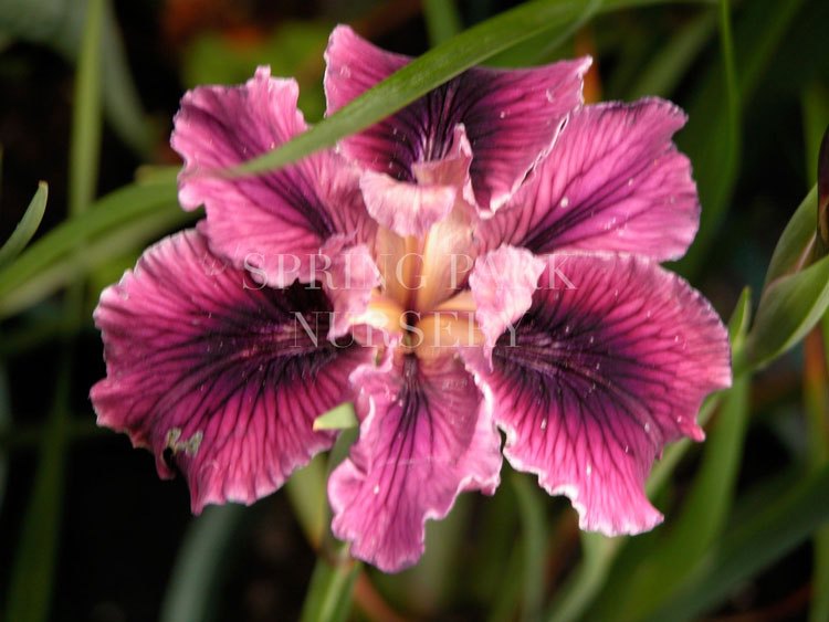 Pacific Coast Iris 'Winsome' [Sz:100 mm]