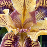 Pacific Coast Iris 'Just Crazy' [Sz:100 mm]