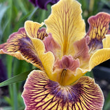 Pacific Coast Iris 'Just Crazy' [Sz:100 mm]