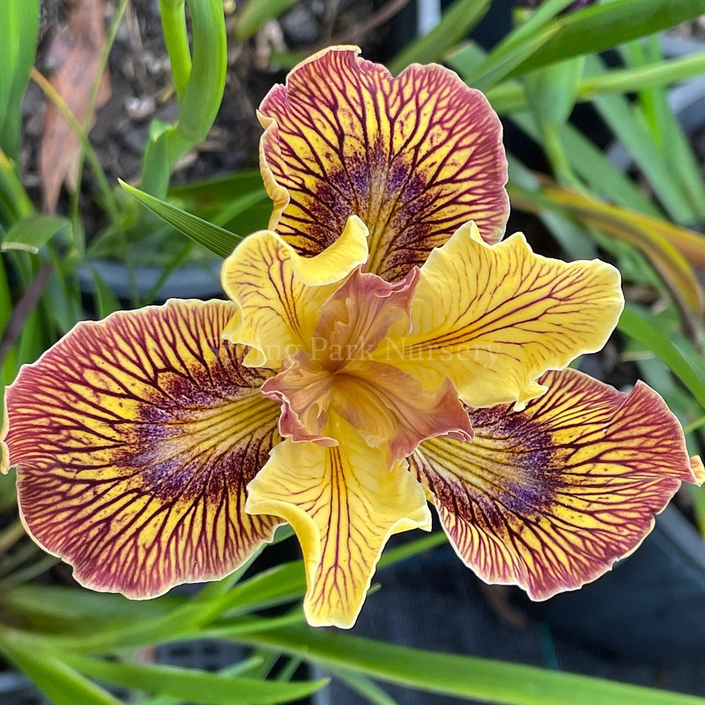 Pacific Coast Iris 'Just Crazy' [Sz:100 mm]