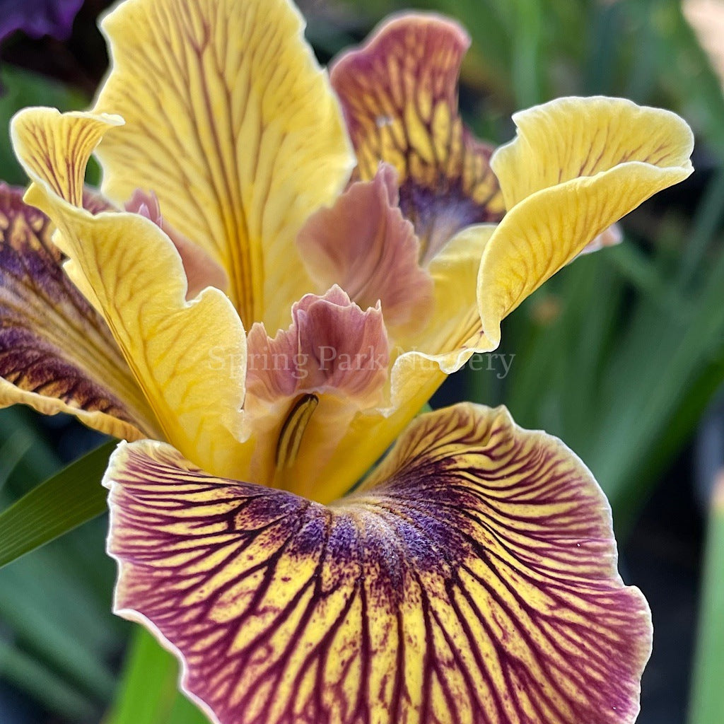 Pacific Coast Iris 'Just Crazy' [Sz:100 mm]