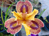 Pacific Coast Iris 'Just Crazy' [Sz:100 mm]