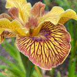 Pacific Coast Iris 'Just Crazy' [Sz:100 mm]