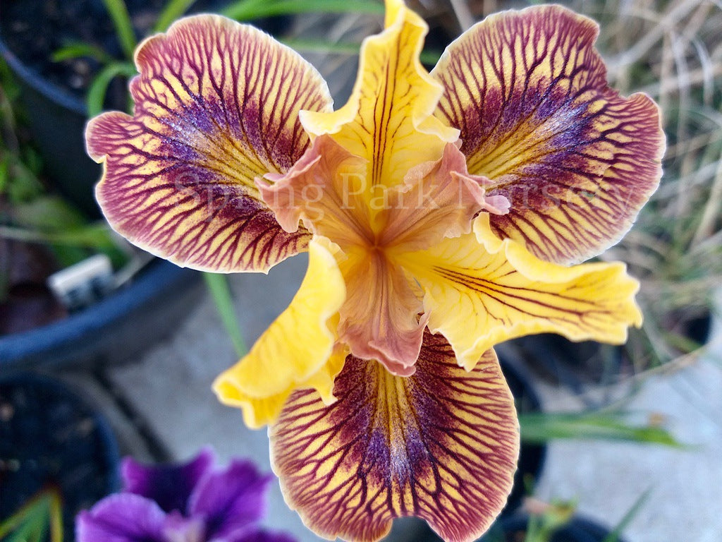 Pacific Coast Iris 'Just Crazy' [Sz:100 mm]