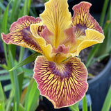 Pacific Coast Iris 'Just Crazy' [Sz:100 mm]