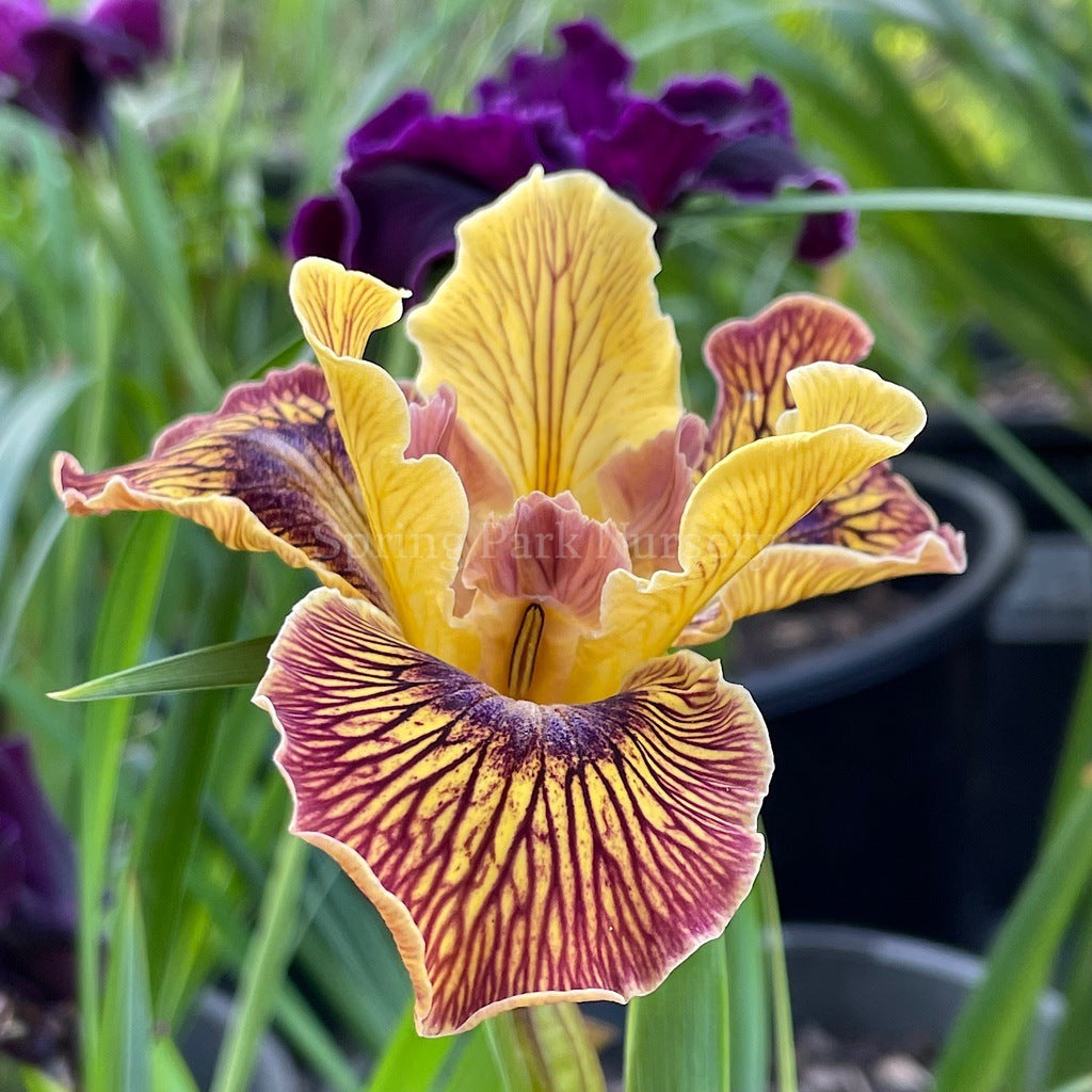 Pacific Coast Iris 'Just Crazy' [Sz:100 mm]