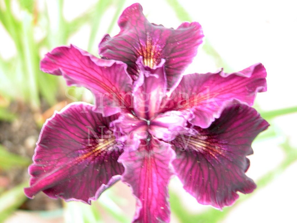 Pacific Coast Iris 'Emma' [Sz:100 mm]