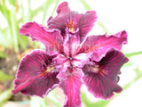 Pacific Coast Iris 'Emma' [Sz:100 mm]