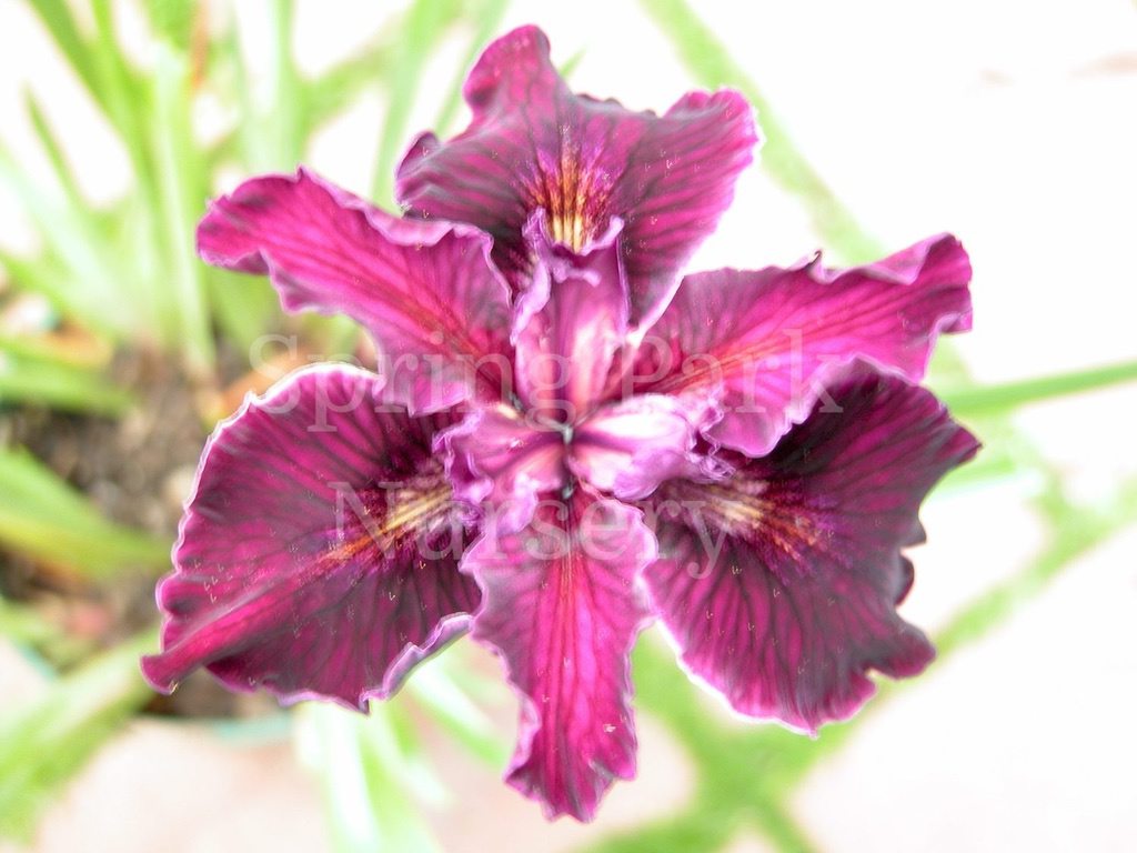 Pacific Coast Iris 'Emma' [Sz:100 mm]