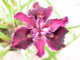 Pacific Coast Iris 'Emma' [Sz:100 mm]