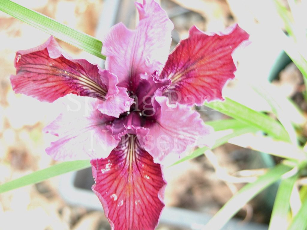 Pacific Coast Iris 'Cross Roads' [Sz:100 mm]