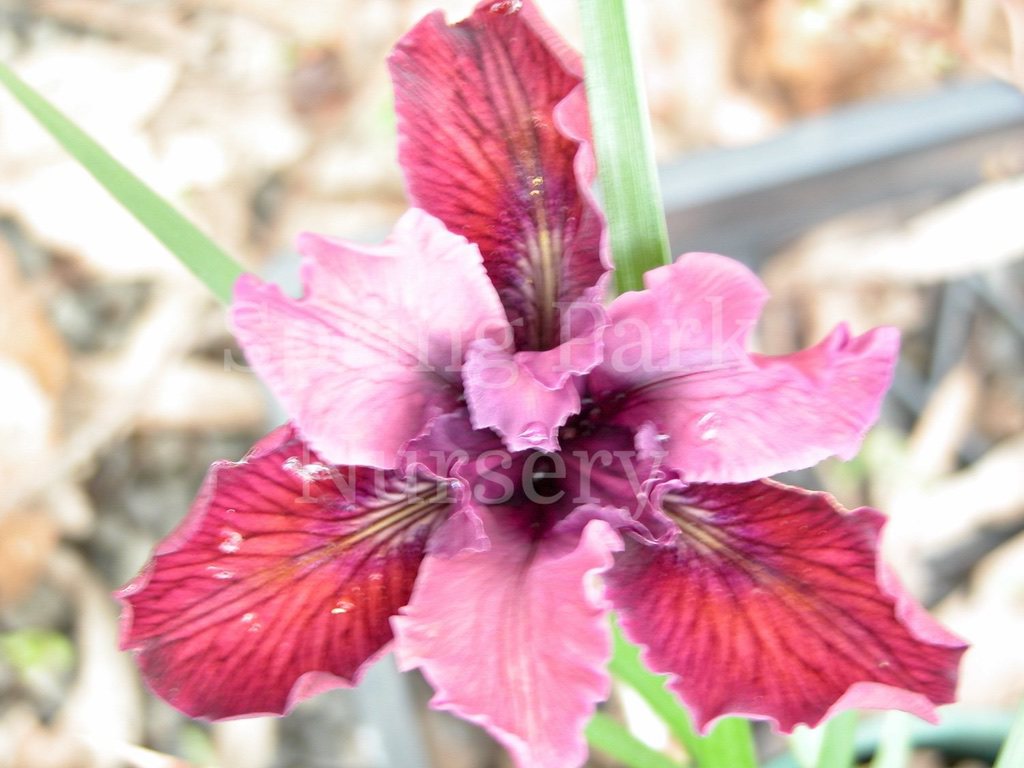 Pacific Coast Iris 'Cross Roads' [Sz:100 mm]