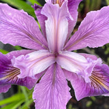 Pacific Coast Iris 'Purple Wave' [Sz:100 mm]