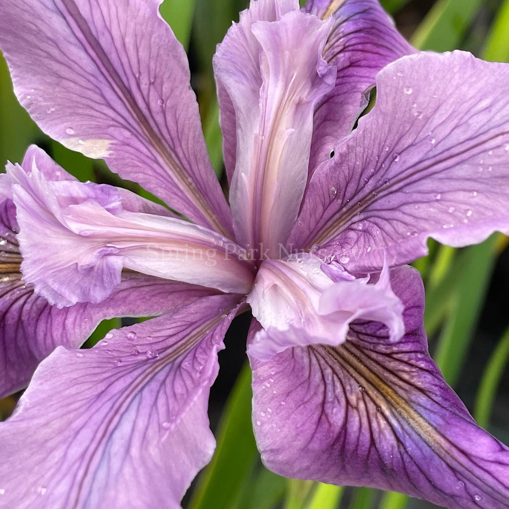 Pacific Coast Iris 'Purple Wave' [Sz:100 mm]