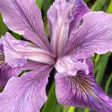 Pacific Coast Iris 'Purple Wave' [Sz:100 mm]