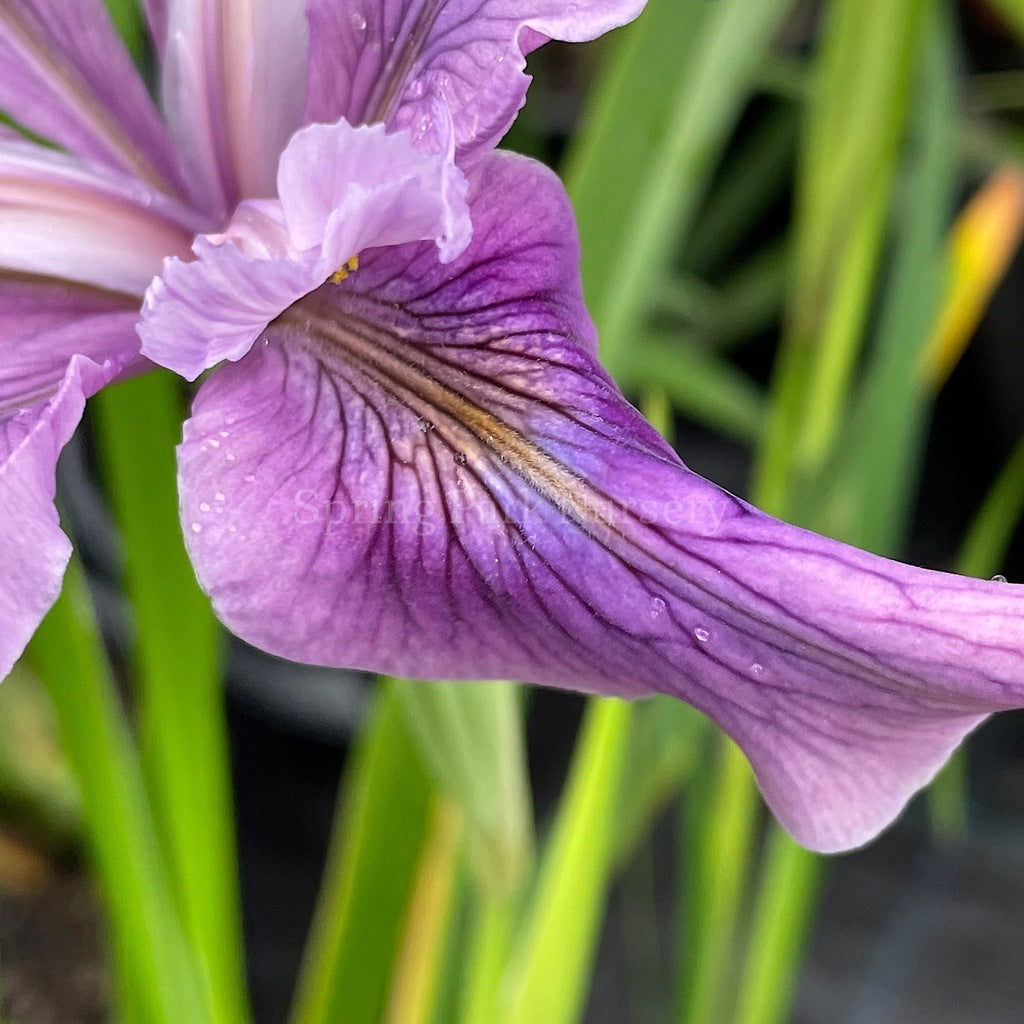 Pacific Coast Iris 'Purple Wave' [Sz:100 mm]