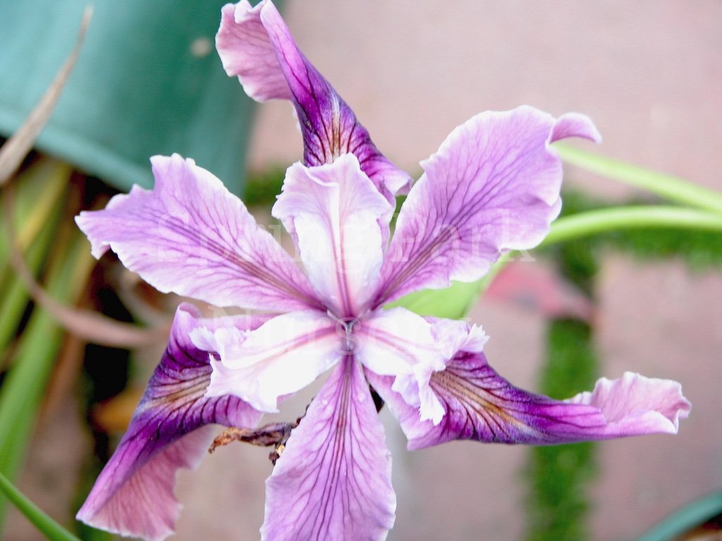 Pacific Coast Iris 'Purple Wave' [Sz:100 mm]