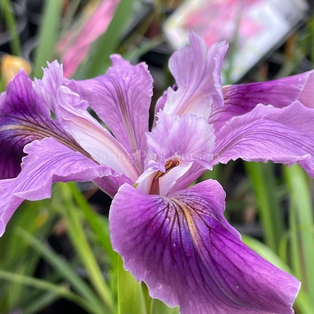 Pacific Coast Iris 'Purple Wave' [Sz:100 mm]