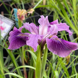 Pacific Coast Iris 'Purple Wave' [Sz:100 mm]