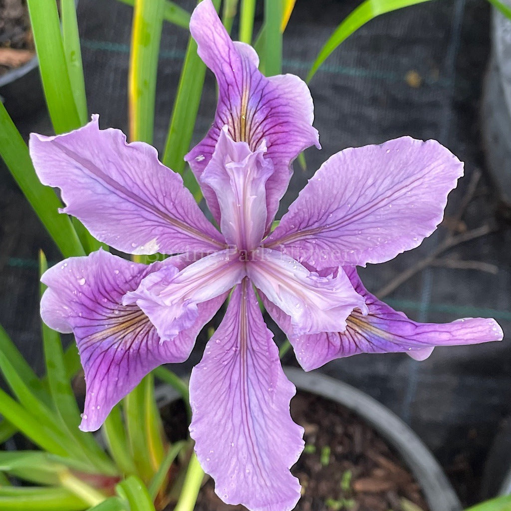 Pacific Coast Iris 'Purple Wave' [Sz:100 mm]