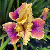 Pacific Coast Iris 'Chestnut Lane' [Sz:100 mm]