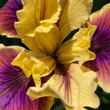 Pacific Coast Iris 'Chestnut Lane' [Sz:100 mm]