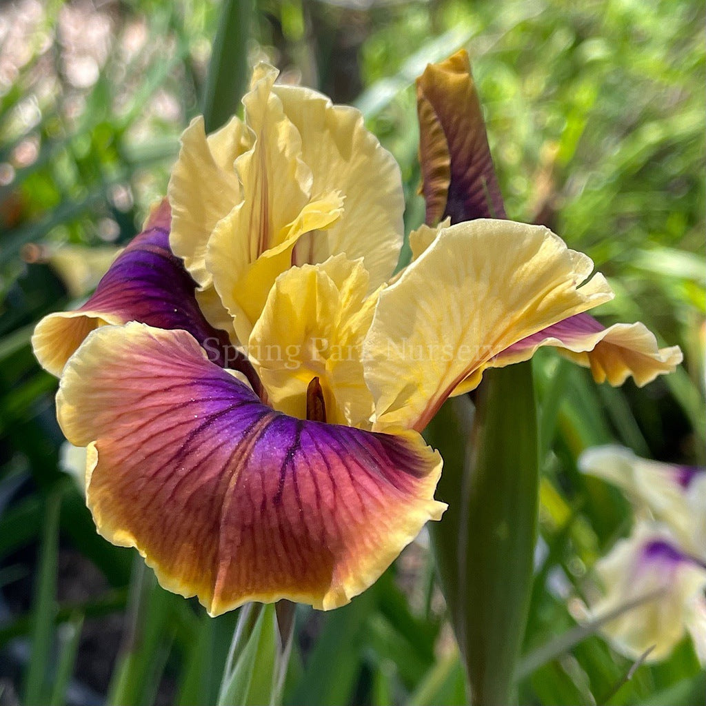 Pacific Coast Iris 'Chestnut Lane' [Sz:100 mm]