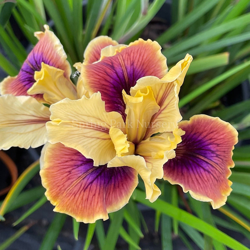 Pacific Coast Iris 'Chestnut Lane' [Sz:100 mm]