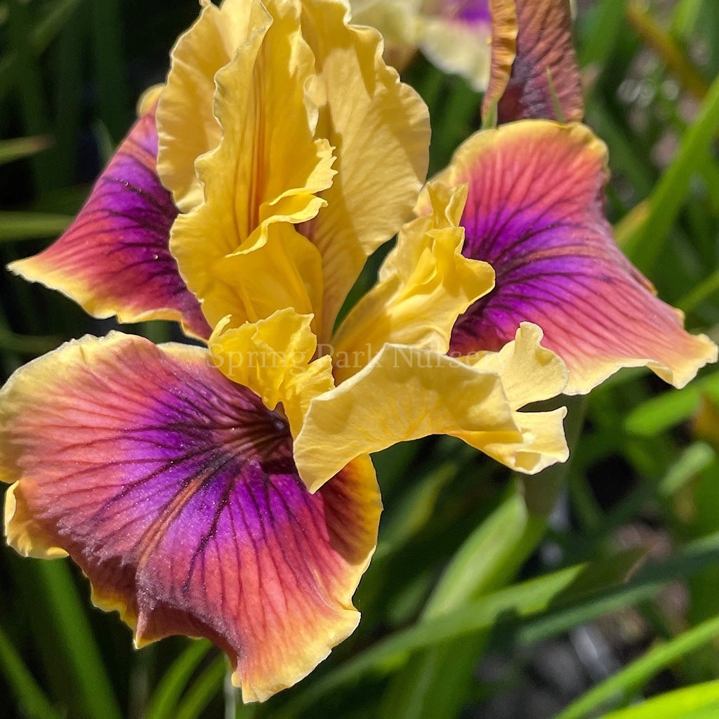 Pacific Coast Iris 'Chestnut Lane' [Sz:100 mm]