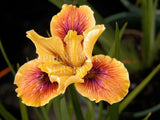 Pacific Coast Iris 'Chestnut Lane' [Sz:100 mm]