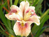 Pacific Coast Iris 'Cinnamon Cream' [Sz:100 mm]