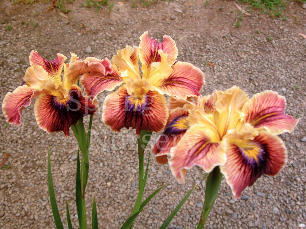 Pacific Coast Iris 'Christopher' [Sz:100 mm]