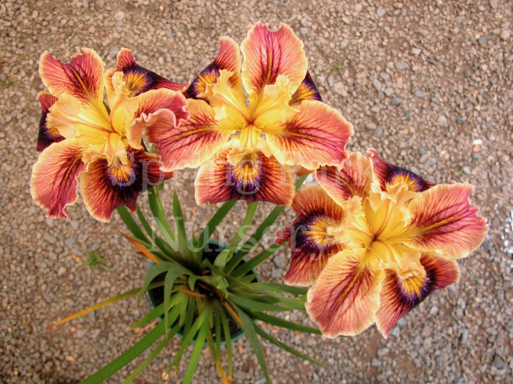 Pacific Coast Iris 'Christopher' [Sz:100 mm]