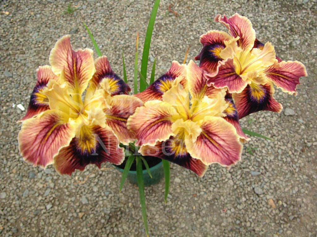 Pacific Coast Iris 'Christopher' [Sz:100 mm]