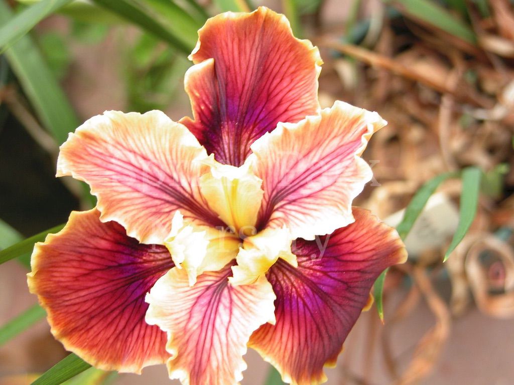 Pacific Coast Iris 'Christopher' [Sz:100 mm]