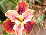 Pacific Coast Iris 'Christopher' [Sz:100 mm]