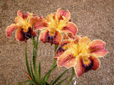 Pacific Coast Iris 'Christopher' [Sz:100 mm]