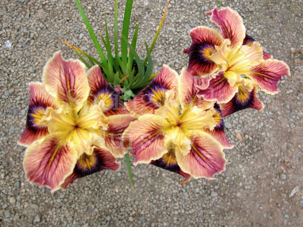 Pacific Coast Iris 'Christopher' [Sz:100 mm]