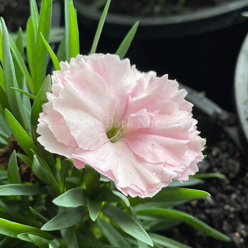 Dianthus caryophyllus 'I Love U' [Sz:100 mm]