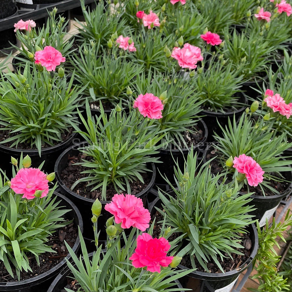 Dianthus caryophyllus 'I Love U' [Sz:100 mm]