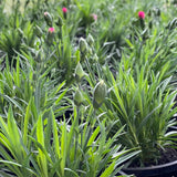 Dianthus caryophyllus 'I Love U' [Sz:100 mm]