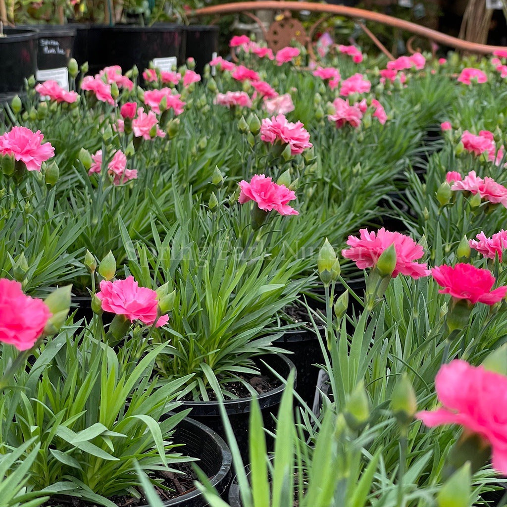 Dianthus caryophyllus 'I Love U' [Sz:100 mm]